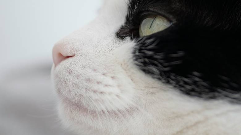 Αστυνομικός έσωσε τραυματισμένη γάτα από δρόμο ταχείας κυκλοφορίας - Δείτε το βίντεο