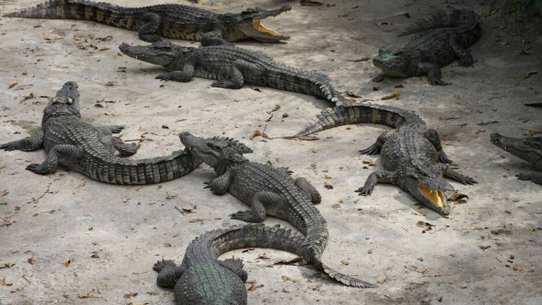 Αυστραλία: Κροκόδειλος έκανε βουτιά σε πισίνα πεντάστερου ξενοδοχείου - Ατάραχοι οι πελάτες