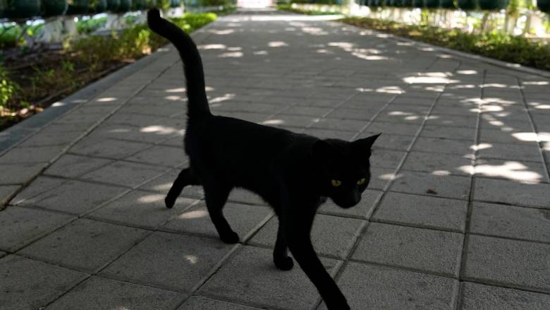 Δίχτυ προστασίας για τις μαύρες γάτες από πόλη στην Καταλονία - Το σκεπτικό πίσω από την απόφαση