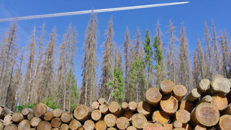 Υψηλός παραμένει ο ρυθμός αποψίλωσης των δασών - Πάνω από 40 εκατ. στρέμματα χάνονται ετησίως