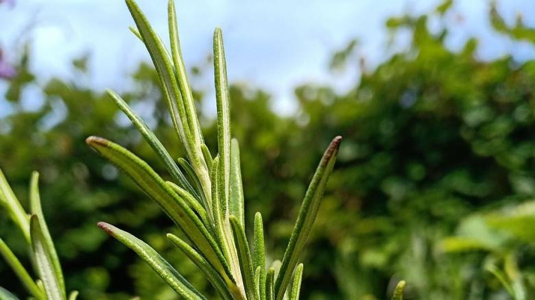 Θεσσαλονίκη: Στα κρατητήρια 62χρονος για ένα κλαδάκι δενδρολίβανο