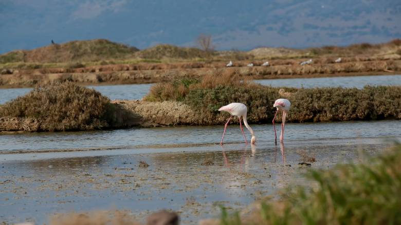 Παρατηρώντας τα πτηνά της Καλλονής: Οι μαθητές γνωρίζουν από κοντά τη ζωή του πολύτιμου υγροτόπου