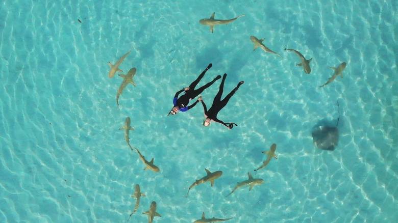 Είδος καρχαριών που μέχρι τώρα θεωρούταν ακίνδυνο για τον άνθρωπο, σκότωσε και καταβρόχθισε τουρίστα