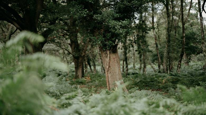 Νέα Ζηλανδία: Πατέρας έκρυβε τα παιδιά του στην άγρια φύση - Εικόνες από τα μυστικά κρησφύγετά του