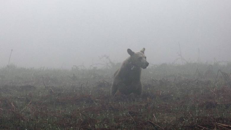 Οδηγός αντίκρισε αρκούδα με τα μικρά της στα Ιωάννινα