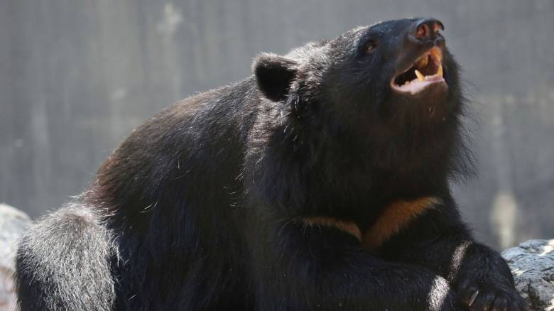 Ιαπωνία: Οι αρχές ζητούν την βοήθεια του στρατού για την μείωση του πληθυσμού των αρκούδων