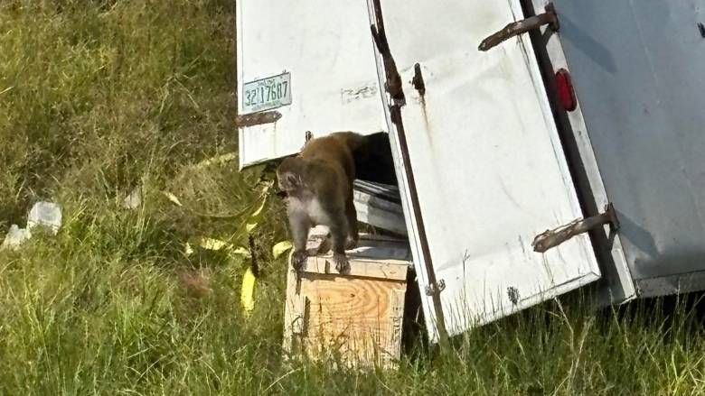 Μισισιπή: Πίθηκοι εργαστηρίου διέφυγαν μετά από ανατροπή φορτηγού - «Δεν μεταφέρουν ασθένειες»