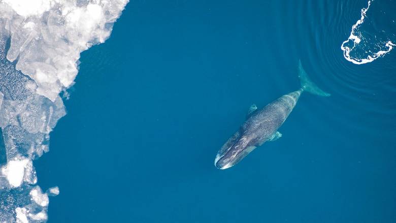 Πώς οι τοξοκέφαλες φάλαινες θα μπορούσαν να επιβραδύνουν την ανθρώπινη γήρανση