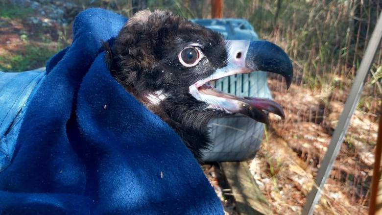 Επιτυχής τοποθέτηση πομπού σε τέσσερις Μαυρόγυπες στο Δάσος της Δαδιάς