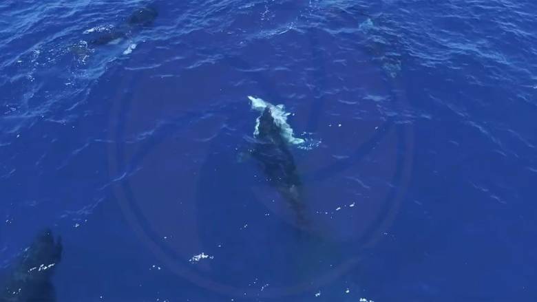 Όρκες καταγράφηκαν να κυνηγούν λευκούς καρχαρίες και να τρώνε το συκώτι τους