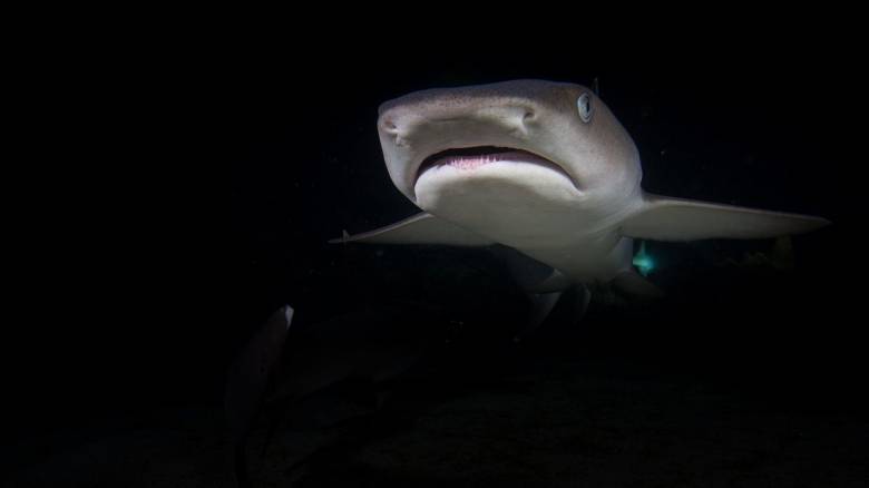 Τεράστιος λευκός καρχαρίας εντοπίστηκε ανοιχτά της Καρπάθου - Δείτε το βίντεο