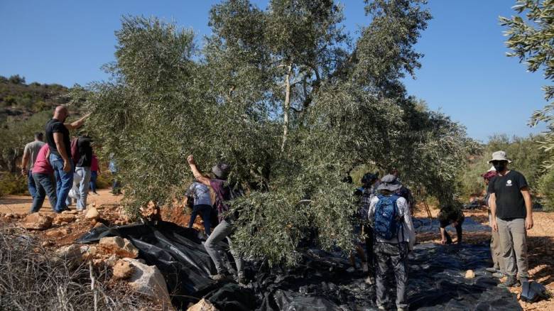 Ισραηλινοί έποικοι επιτέθηκαν σε Παλαιστίνιους και δημοσιογράφους που μάζευαν ελιές στη Δυτική Όχθη