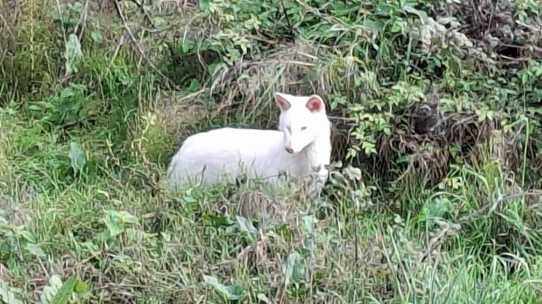 Σπάνιο λευκό τσακάλι εντοπίστηκε στην Τριφυλία της Μεσσηνίας