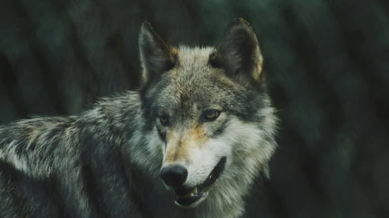 Λύκος έκανε βόλτα σε Πετρούπολη και Άνω Λιόσια - Δείτε το βίντεο