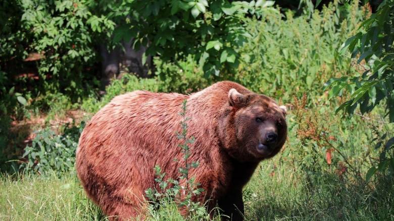 Ιαπωνία: Πολίτες κυκλοφορούν με καμπανάκια για αποτρέψουν επιθέσεις από αρκούδες