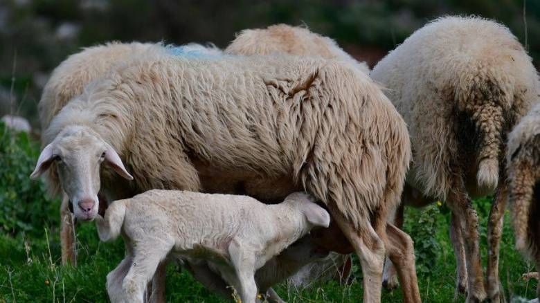 Ευλογιά προβάτων: Πάνω από ένα εκατ. οι παράνομες δόσεις εμβολίου - Οι κίνδυνοι για τα ΠΟΠ προϊόντα