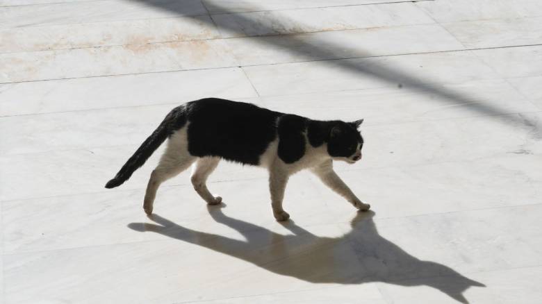 Συνελήφθη 58χρονη που είχε 23 γάτες υπό άθλιες συνθήκες διαβίωσης στην Κρήτη
