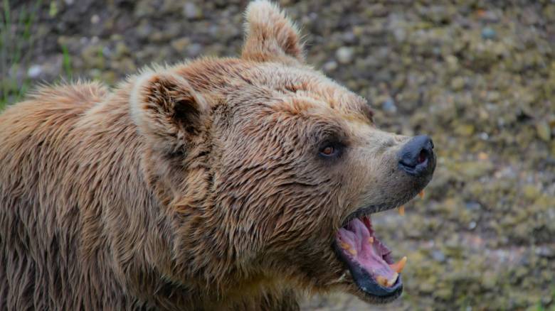 Επίθεση αρκούδας στην Πολωνία: Νεκρή 58χρονη γυναίκα - Aπουσία σήμανσης στην περιοχή
