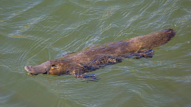 Τι κάνει το δηλητήριο του πλατύποδα μοναδικό και γιατί δεν υπάρχει αντίδοτο