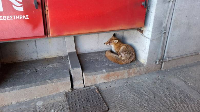 Αλεπού τραυματίστηκε από τροχαίο στην Αττική οδό στην περιοχή Παπάγου-Κατεχάκη