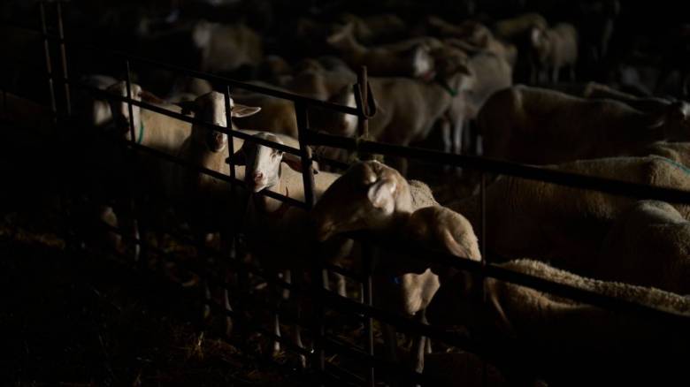 Εξιτήριο για τον κτηνοτρόφο που παρουσίασε συμπτώματα εγκεφαλικού γιατί έχασε τα πρόβατά του