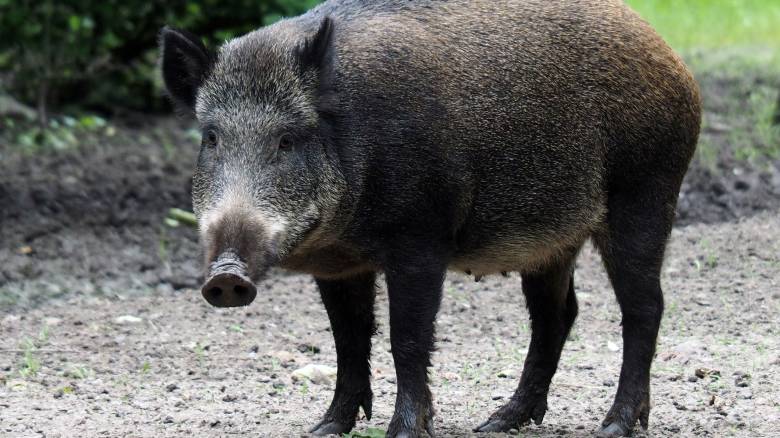 Ισπανία: Ανιχνεύθηκαν τα πρώτα κρούσματα αφρικανικής πανώλης των χοίρων από το 1994