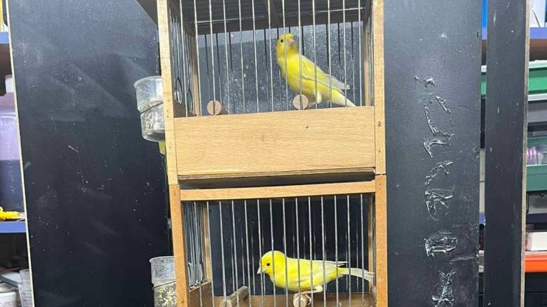 Θεσσαλονίκη: Καναρίνια επί σκηνής διεκδικούν μετάλλιο τραγουδιού σε διεθνή μουσικό διαγωνισμό