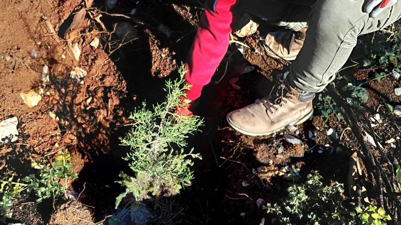 Οι κέδροι επιστρέφουν στα «πληγωμένα» από τις πυρκαγιές Κύθηρα