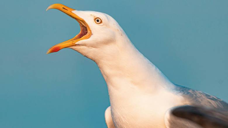 Νεοζηλανδή ρεπόρτερ δέχεται «επίθεση» από γλάρο - Δείτε το βίντεο