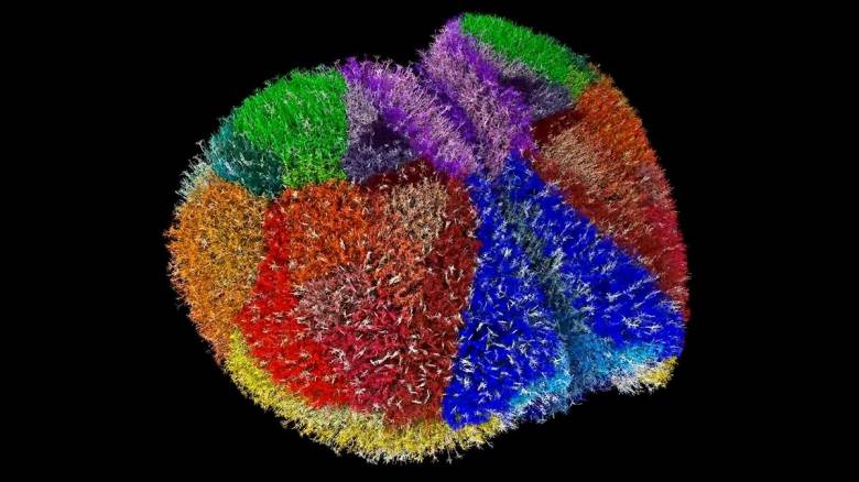 Υπερυπολογιστής δημιούργησε ένα από τα πιο ολοκληρωμένα μοντέλα εγκεφάλου για μελέτη