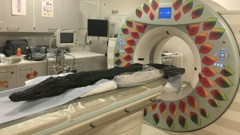 Μια έκπληξη περίμενε τους επιστήμονες που «άνοιξαν» μουμιοποιημένο κροκόδειλο 3.000 ετών