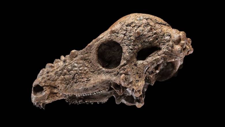 Το Μουσείο Σμιθσόνιαν θα εκθέσει ένα κρανίο δεινοσαύρου που ήταν μια «ονειρεμένη ανακάλυψη»