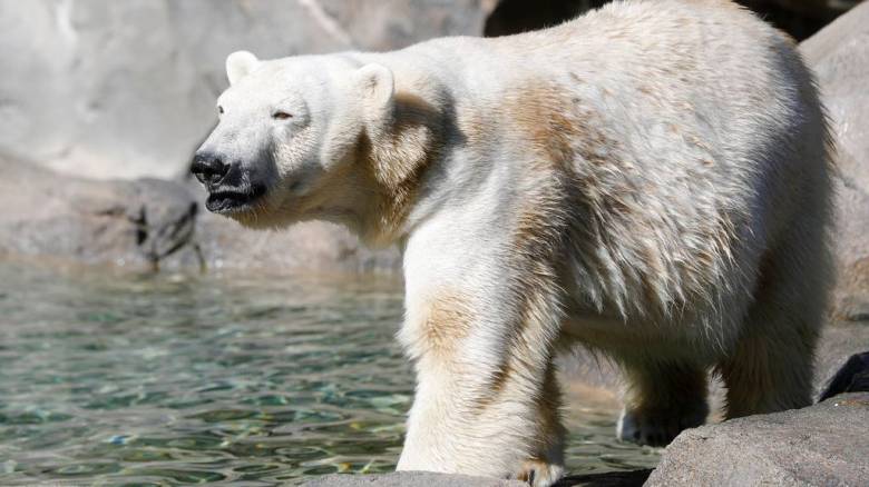 Αλλάζει το DNA των πολικών αρκούδων για να προσαρμοστούν στην υπερθέρμανση του πλανήτη