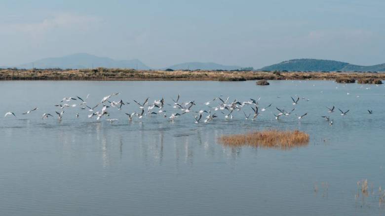 Ξεκινά διεθνής διαγωνισμός από το Υπερταμείο για είσοδο στρατηγικού επενδυτή στις Ελληνικές Αλυκές