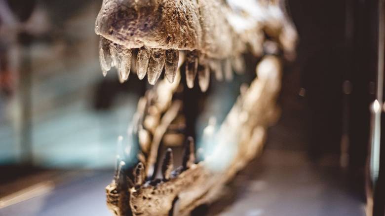 44 νέα είδη δεινοσαύρων ανακαλύφθηκαν το 2025 – Αυτά ήταν τα κορυφαία ευρήματα