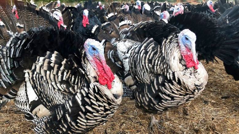 Η Βρετανία στρέφεται στην Ευρώπη για τις γαλοπούλες των Χριστουγέννων - Μαστίζει η γρίπη των πτηνών