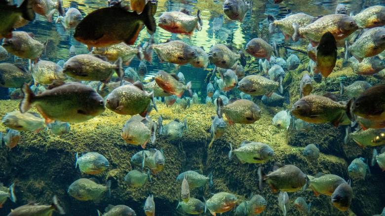 Νεκρό δίχρονο κορίτσι στον Αμαζόνιο από επίθεση πιράνχας