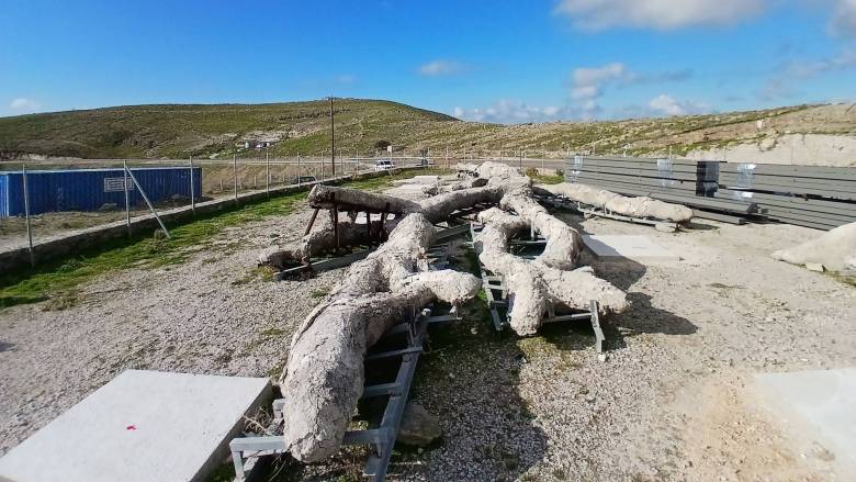 Μυτιλήνη: «Ξαναζεί» ένα δένδρο ηλικίας 18 εκατομμυρίων ετών