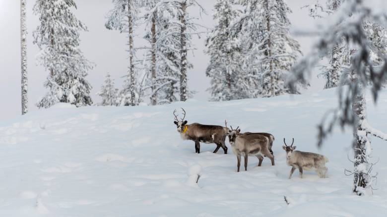Σουηδία: Δύο νεκροί και χιλιάδες νοικοκυριά χωρίς ρεύμα από την καταιγίδα Γιοχάνες