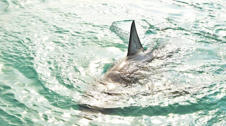 Πόσο φυσιολογική είναι η παρουσία καρχαρία στο Λουτράκι: «Μπορούν να εντοπιστούν σε όλη την Ελλάδα»