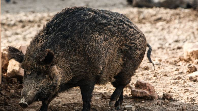 Κυνηγός δέχθηκε επίθεση από αγριογούρουνο στην Καστοριά