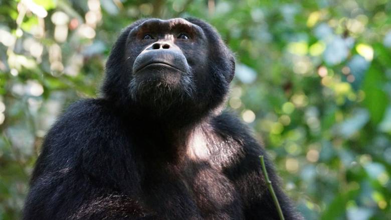 Πέθανε σε ηλικία 49 ετών ο διάσημος θηλυκός χιμπατζής «θαύμα» της Ιαπωνίας