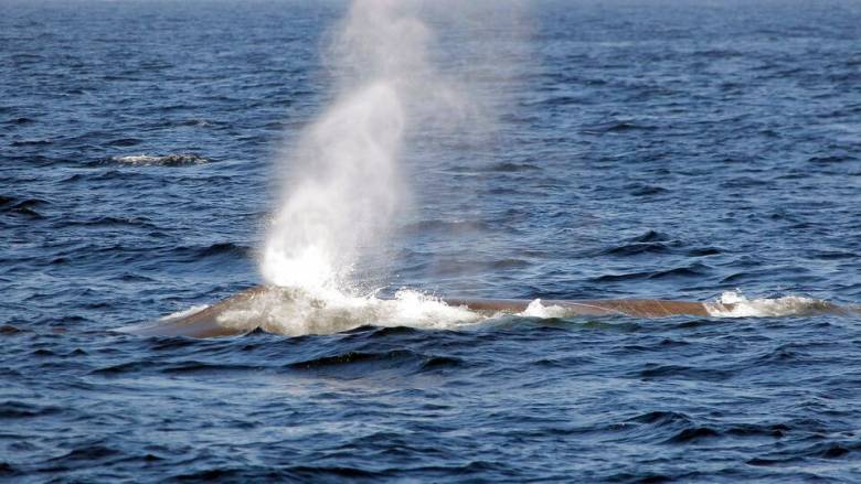 Επιστήμονες παρακολουθούν με drones έναν θανατηφόρο ιό στην αναπνοή των φαλαινών