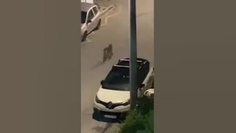 Λύκος περπατάει ανάμεσα σε σπίτια στο Χαϊδάρι: Οδηγίες του Δήμου προς τους πολίτες