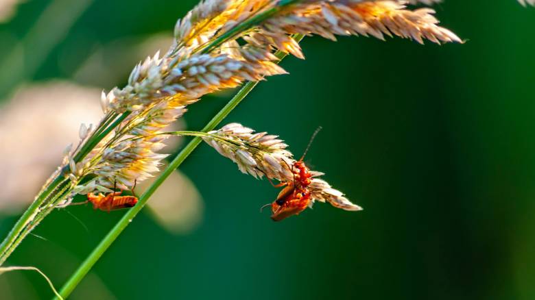 Infographic: Τα παράσιτα εξαπλώνονται λόγω κλιματική κρίσης - Οι απώλειες στις καλλιέργειες