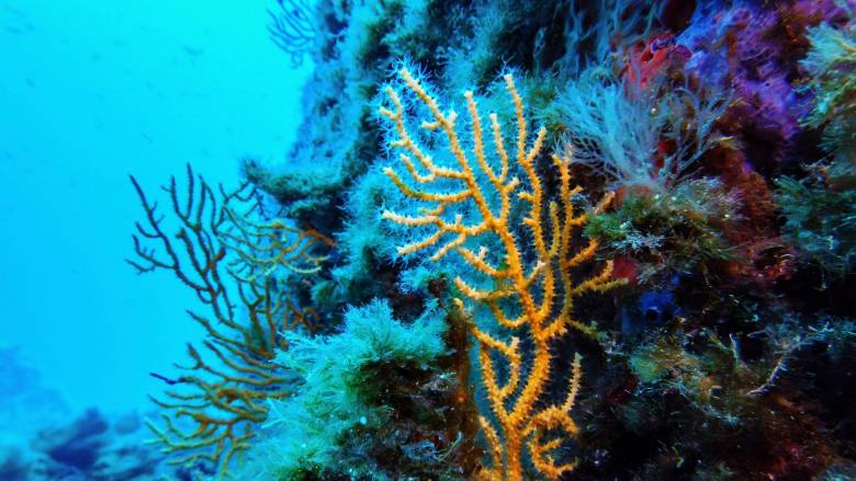 «Ιστορικό ορόσημο» για την προστασία των ωκεανών η Συνθήκη για την Ανοιχτή Θάλασσα