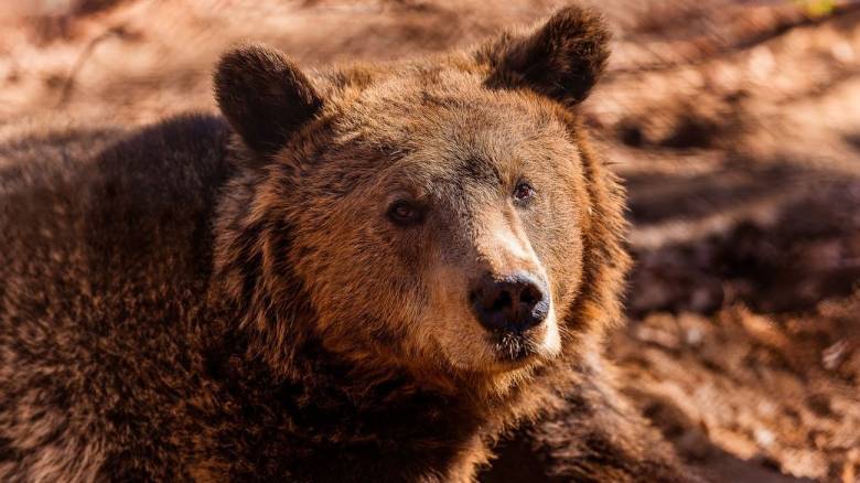 Αρκτούρος: Αυξήθηκαν οι αρκούδες στην Ελλάδα - Μειώθηκαν οι ζημιές που προκαλούν