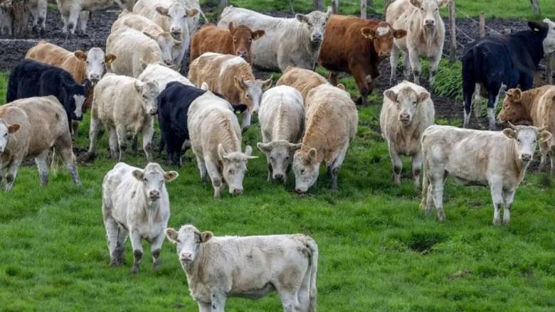 Τα funds γίνονται… αγροκτηνοτρόφοι – Ποιοι επιχειρηματίες βλέπουν ευκαιρίες στην ελληνική γη