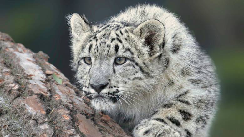 Λεοπάρδαλη του χιονιού επιτέθηκε σε σκιέρ που προσπάθησε να τη φωτογραφίσει