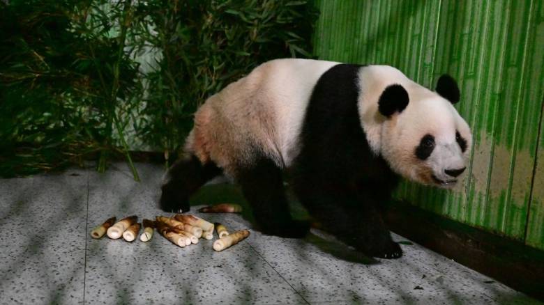 Έφτασαν στην Κίνα τα δίδυμα πάντα Σιάο Σιάο και Λέι Λέι - Οι πρώτες φωτογραφίες τους